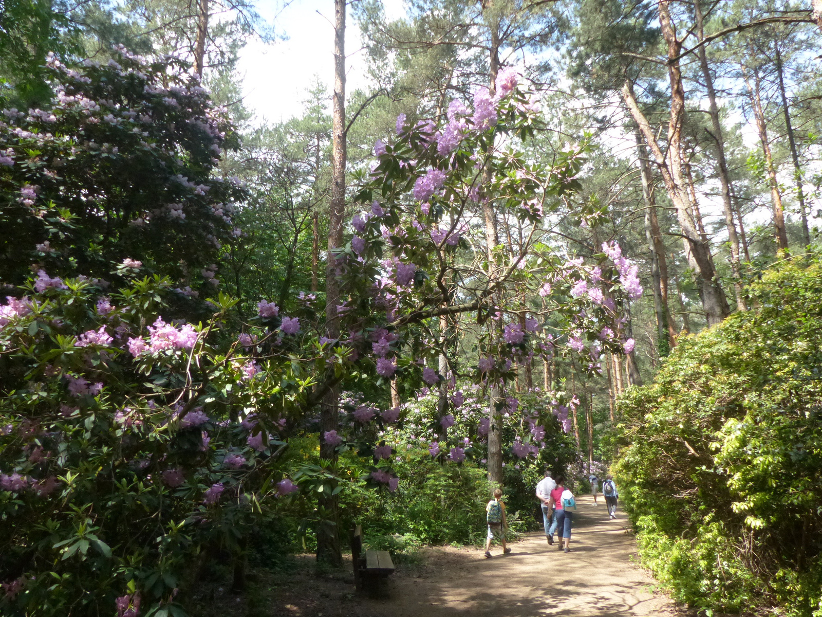 Magyarország, Kám, a Jeli Arborétum (Varázskert), SzG3