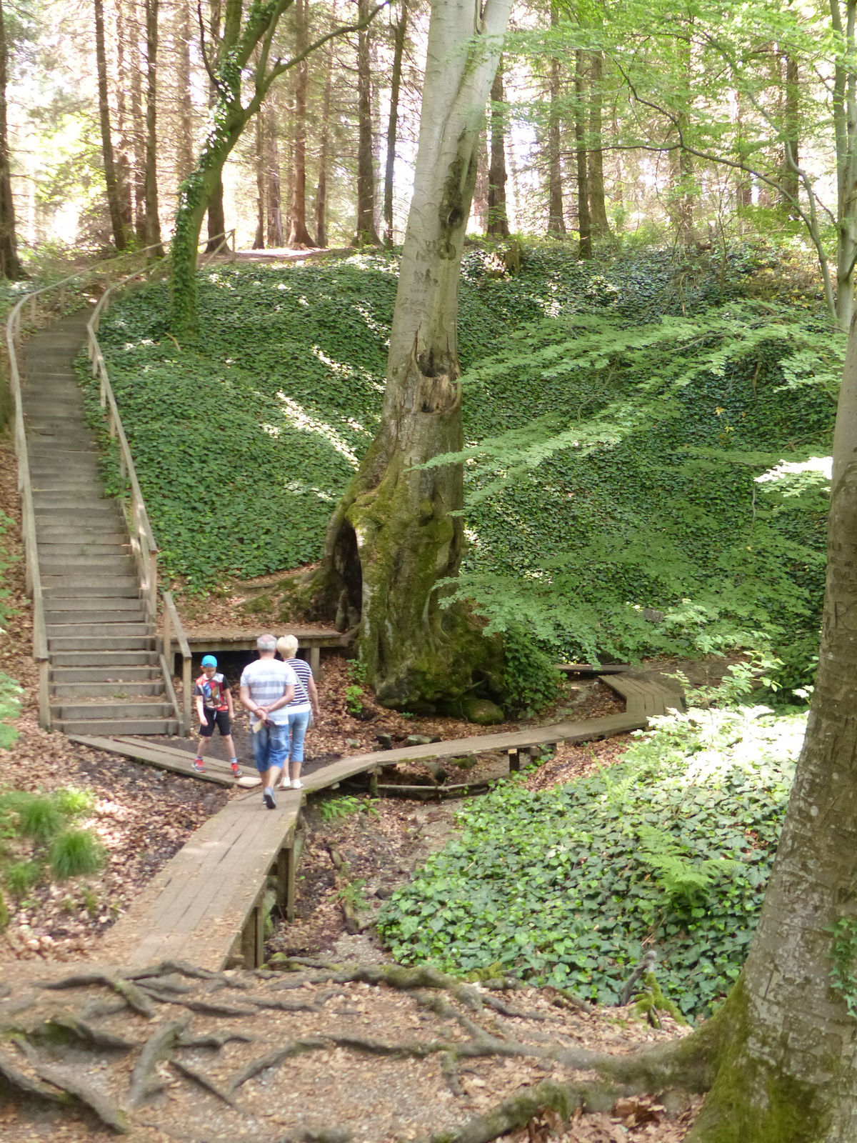 Magyarország, Kám, a Jeli Arborétum (Varázskert), SzG3