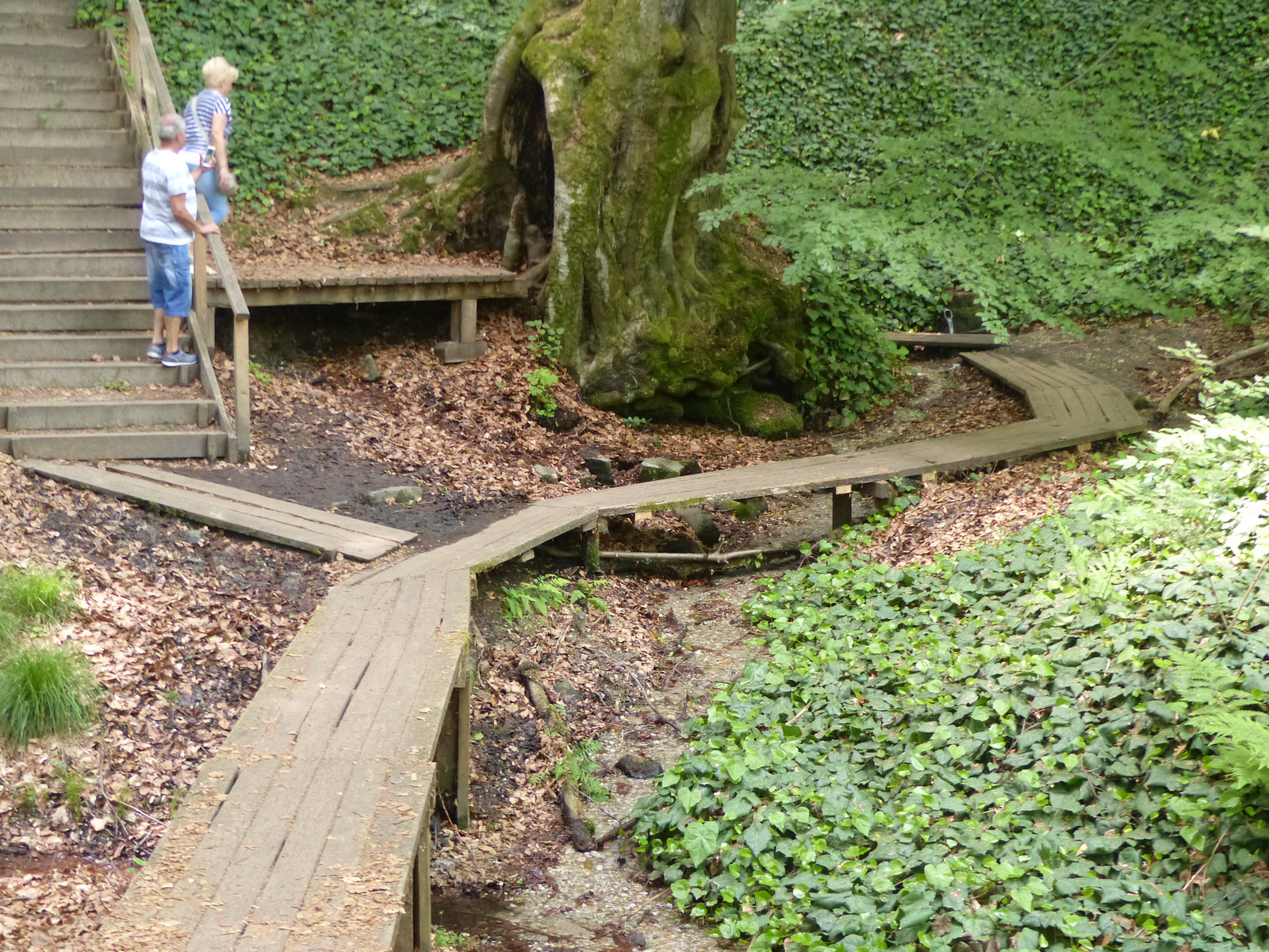 Magyarország, Kám, a Jeli Arborétum (Varázskert), SzG3