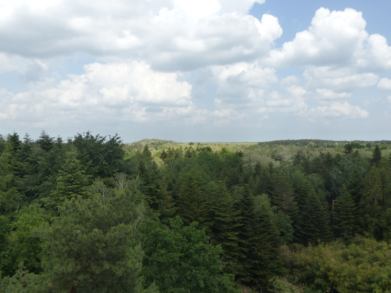 Magyarország, Kám, a Jeli Arborétum (Varázskert), SzG3