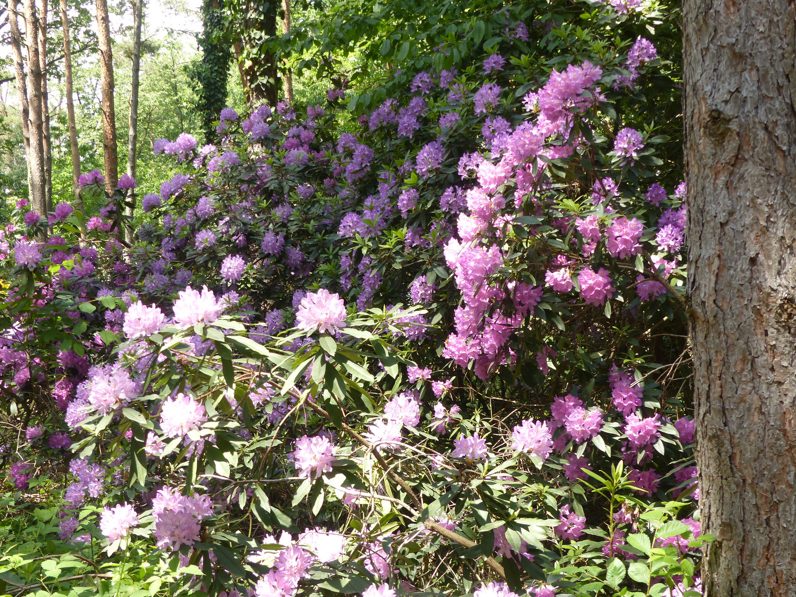 Magyarország, Kám, a Jeli Arborétum (Varázskert), SzG3