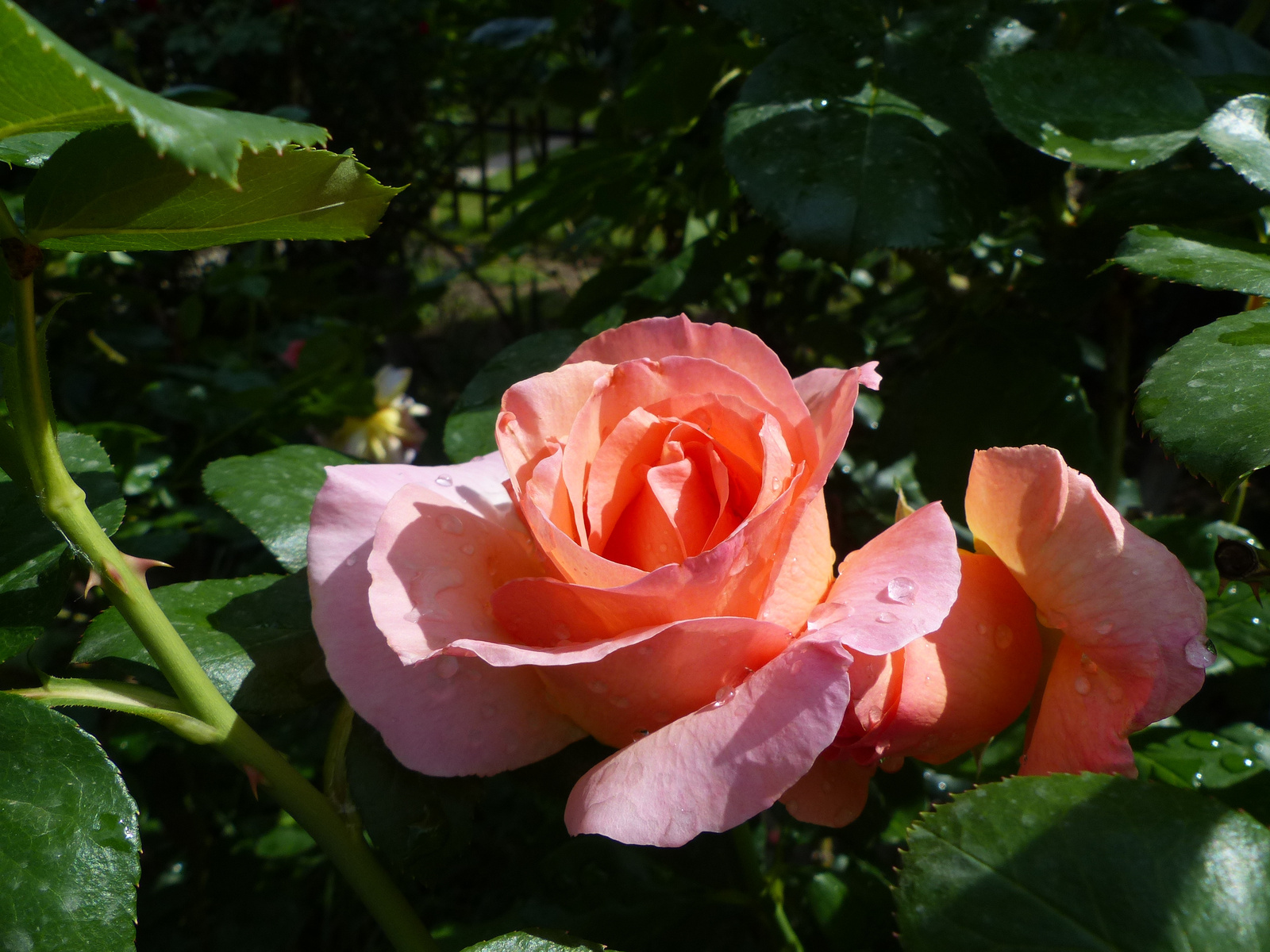 Rózsák az otthoni kertünkben, SzG3