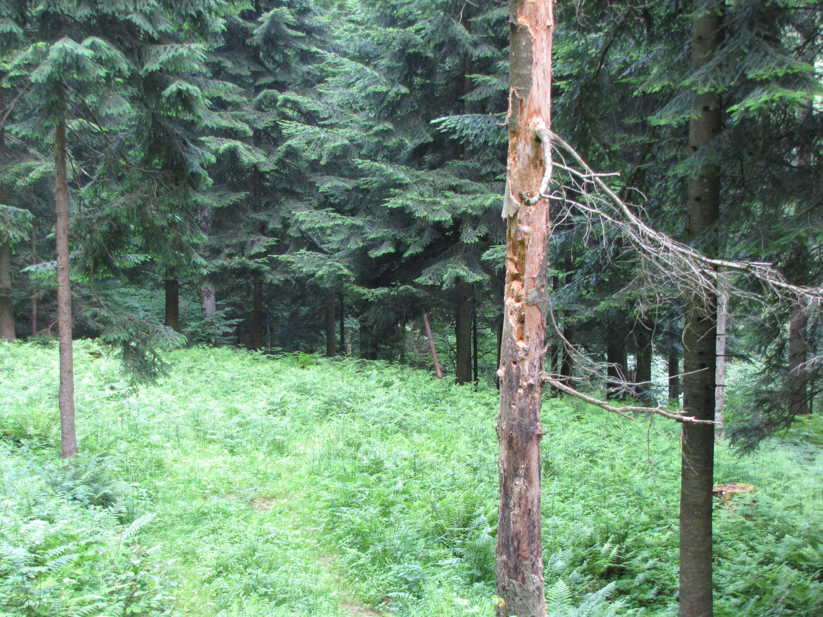 Planina pod Šumikom, Lobnica patak szurdoka, SzG3