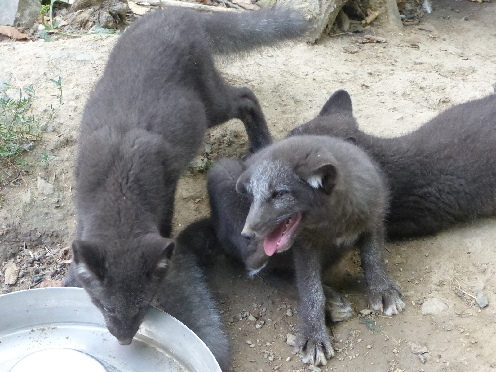 Brno, Zoo (Brünn, az Állatkert), SzG3