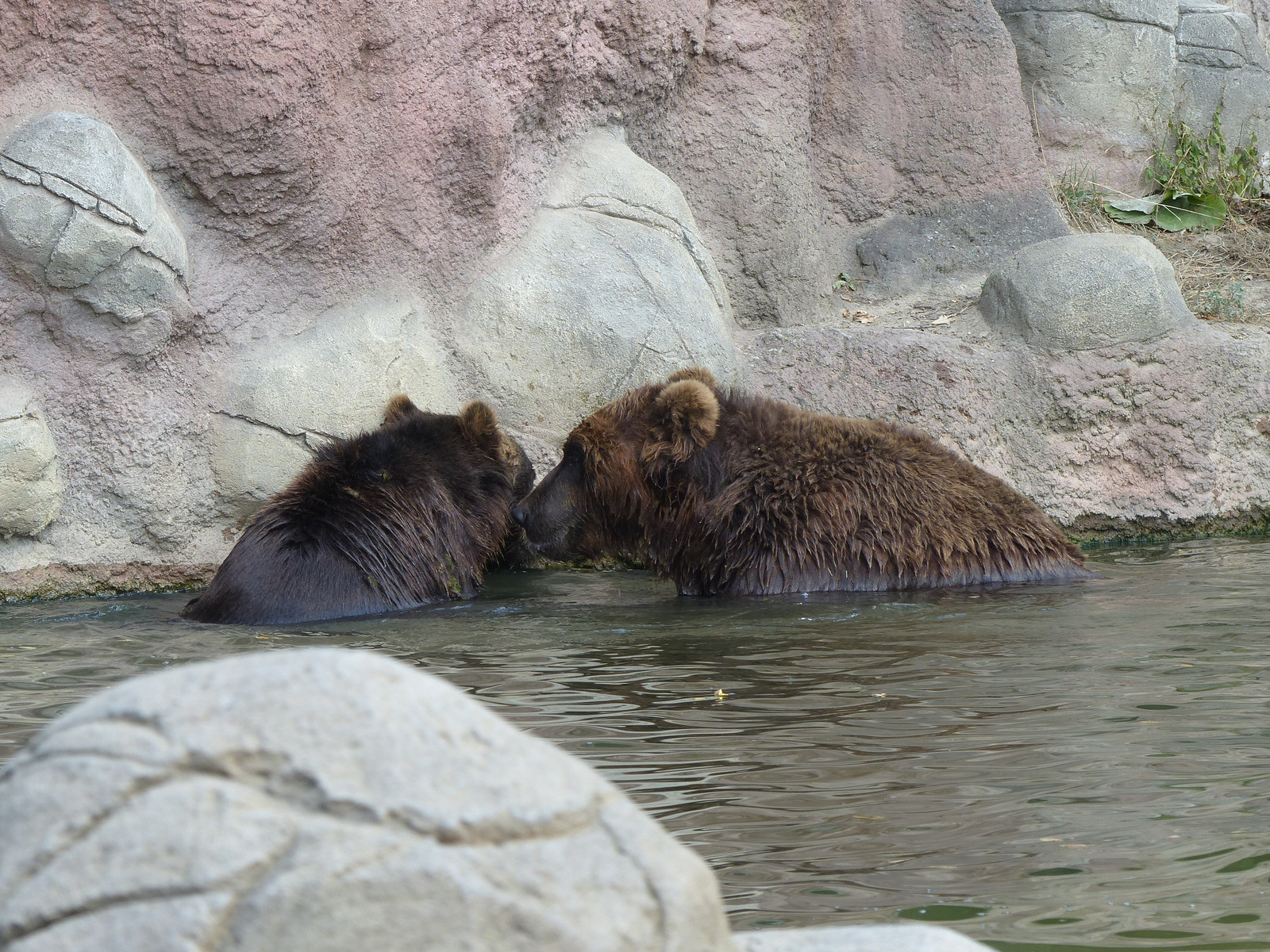 Brno, Zoo (Brünn, az Állatkert), SzG3