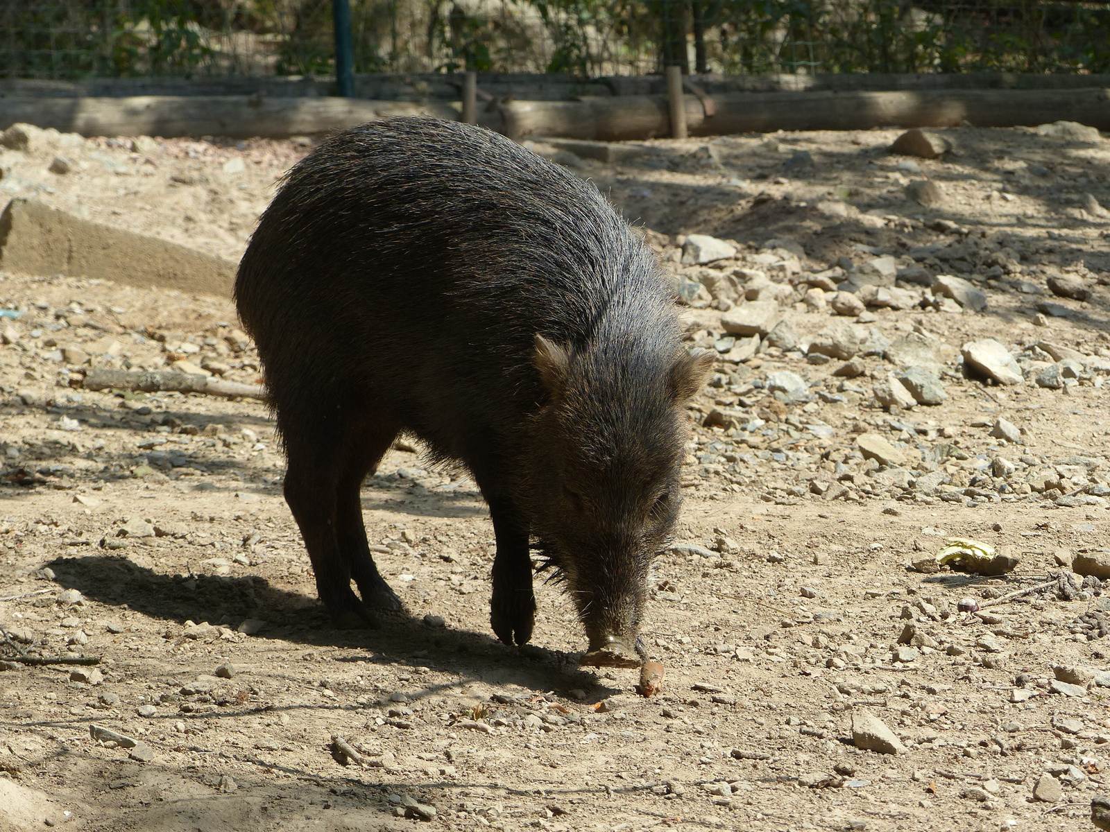 Brno, Zoo (Brünn, az Állatkert), SzG3