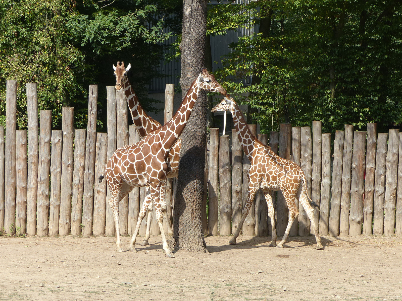 Brno, Zoo (Brünn, az Állatkert), SzG3