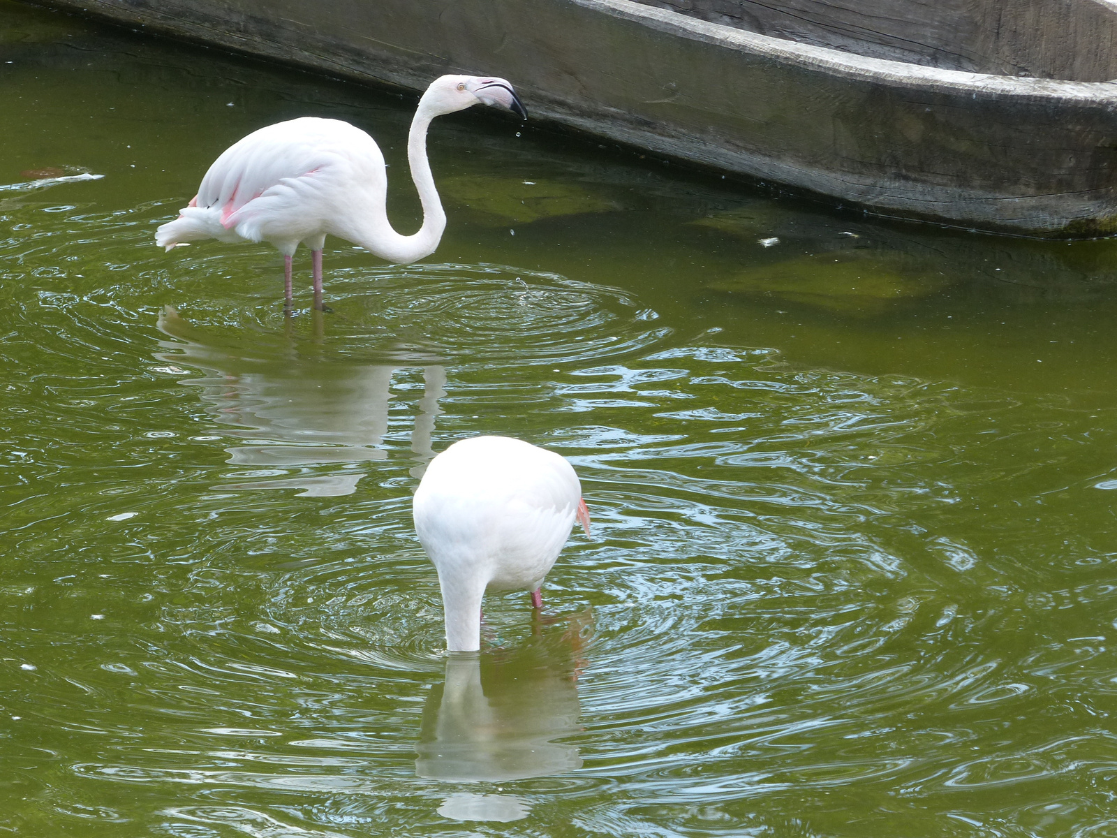 Brno, Zoo (Brünn, az Állatkert), SzG3