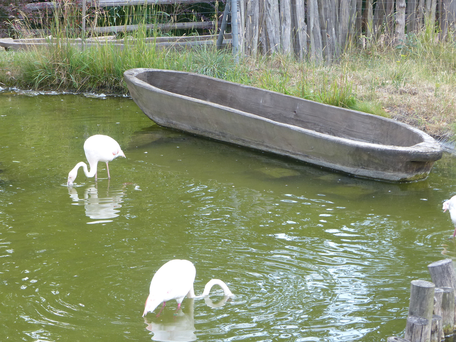 Brno, Zoo (Brünn, az Állatkert), SzG3