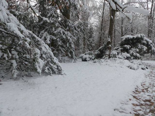 Vácrátót, az Arborétum, SzG3