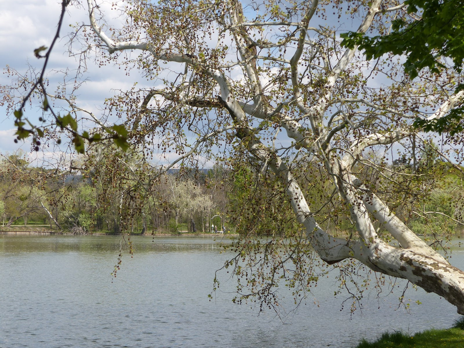 Tata, Cseke tó, Angol park, SzG3