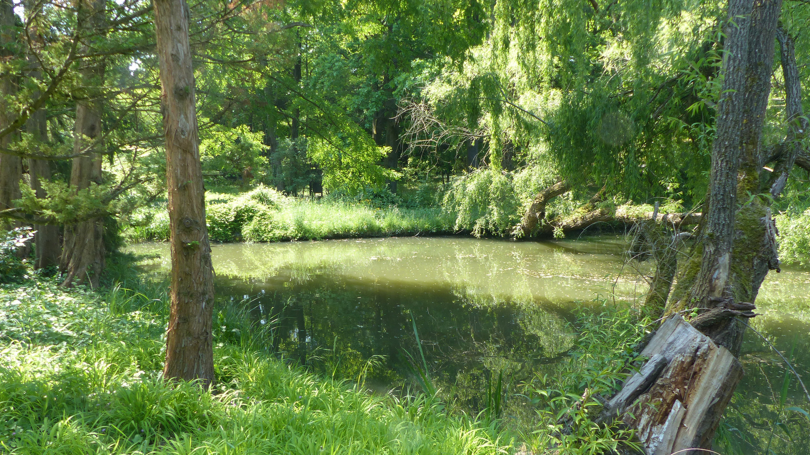 Magyarország, Vácrátót, az Arborétum, SzG3