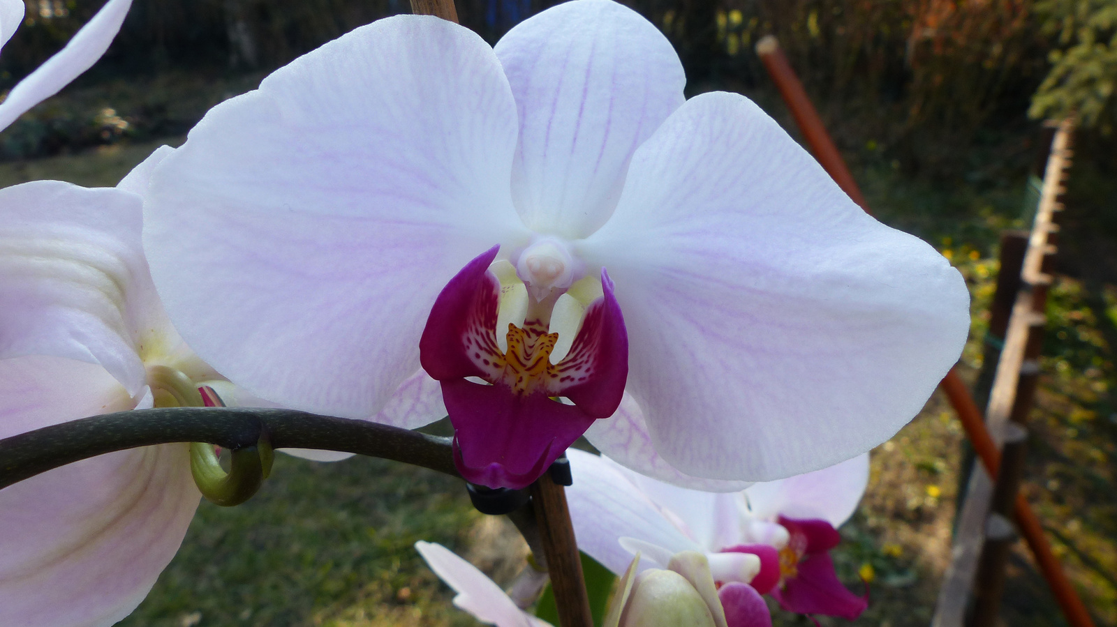 Otthoni orchideák, SzG3