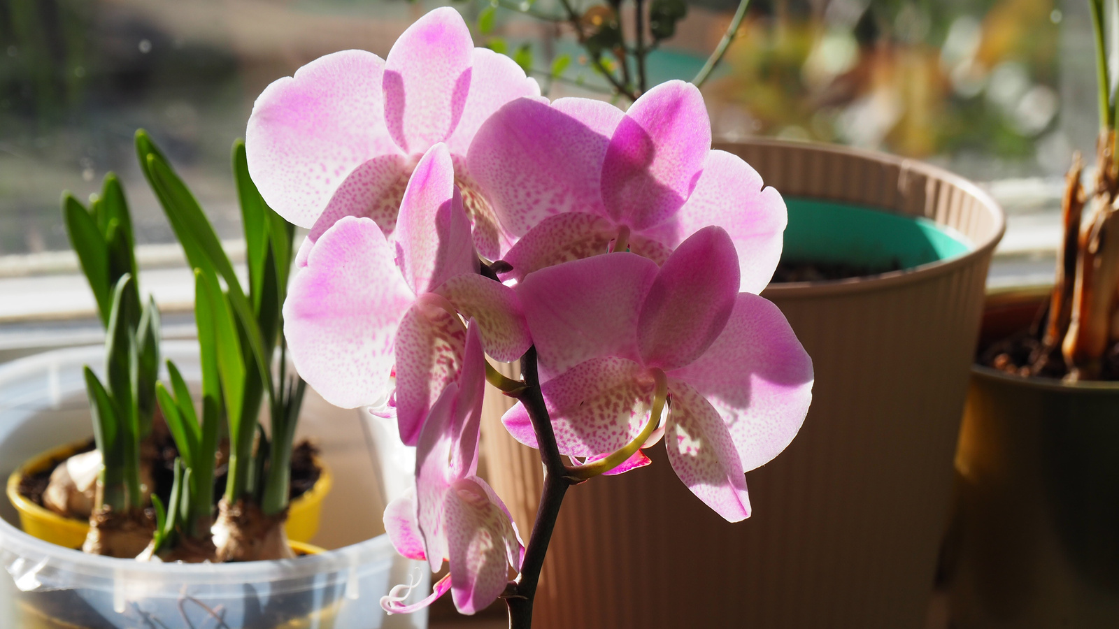 Otthoni orchideáim, 2022 02, SzG3