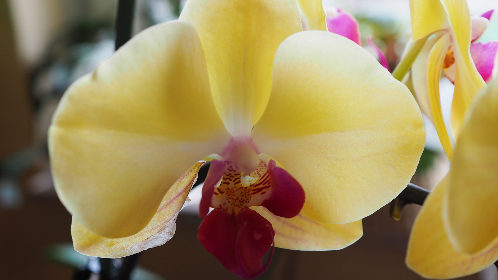 Otthoni orchideáim, 2022 03, SzG3