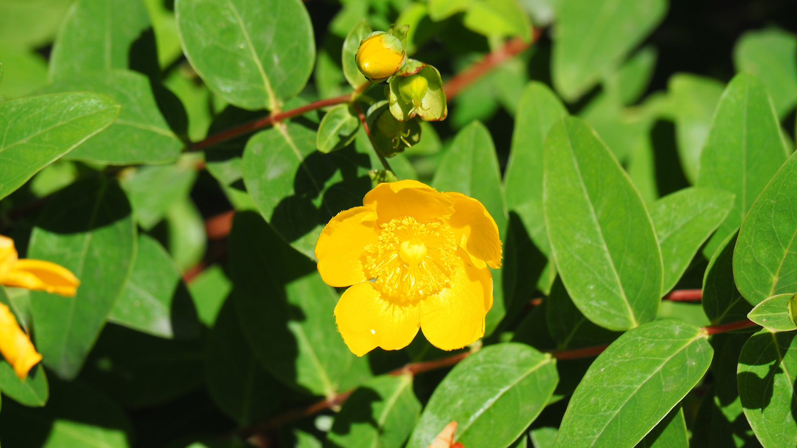 Bécs, Setagaya park, SzG3