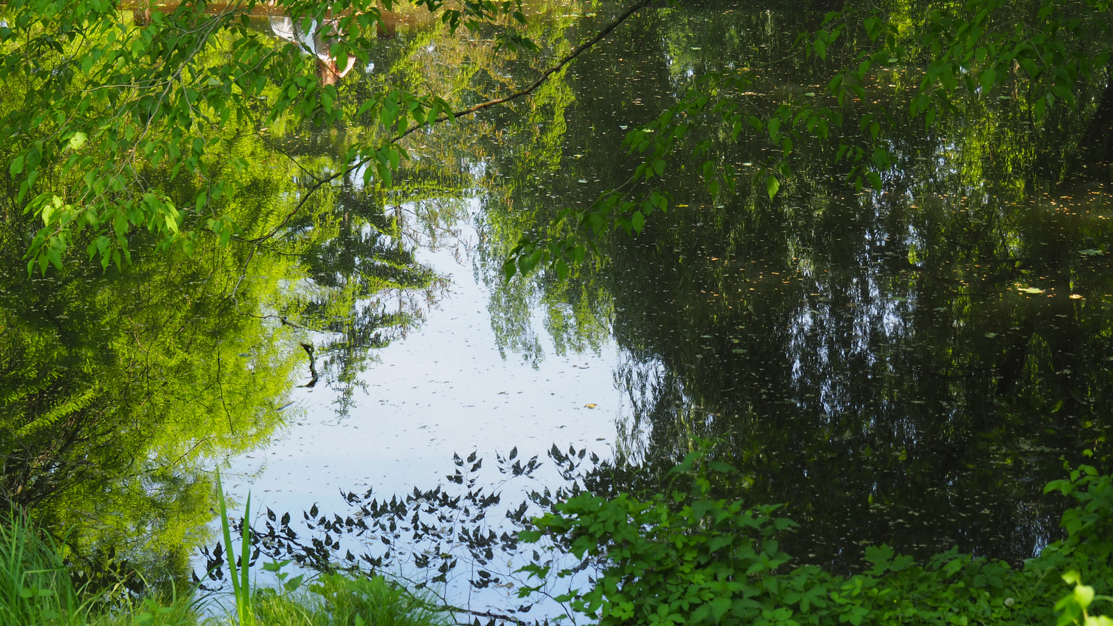 Pozsony, Botanikus kert, SzG3