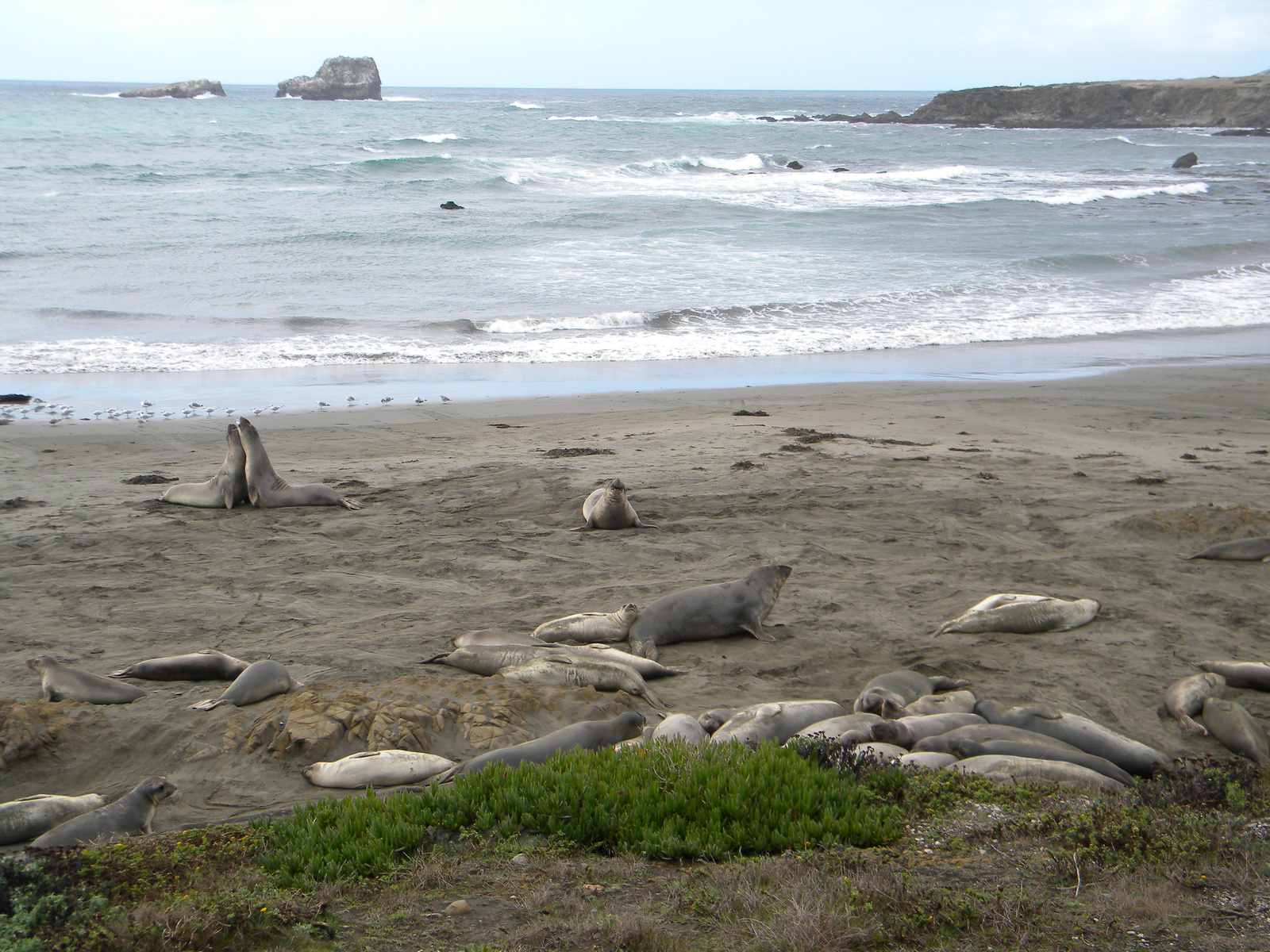 DSCN3567-elephant seal