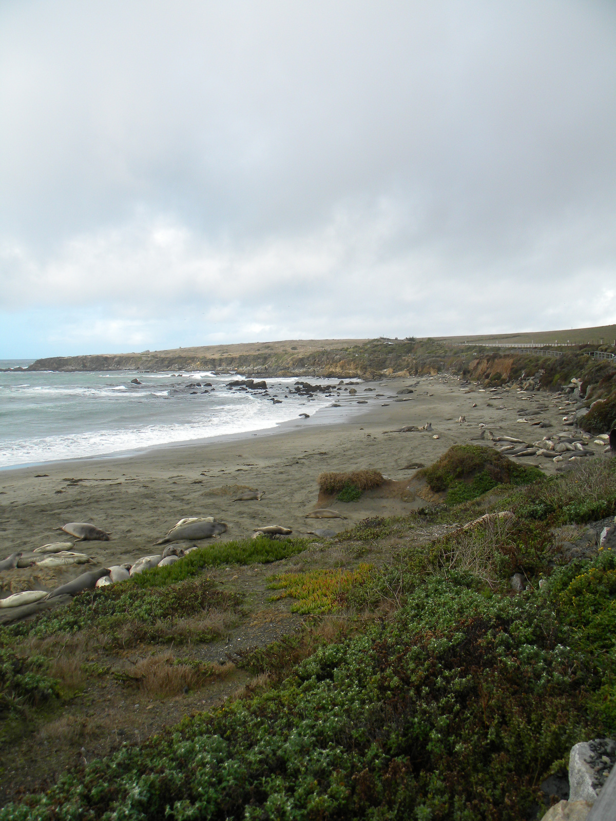 DSCN3569-elephant seal