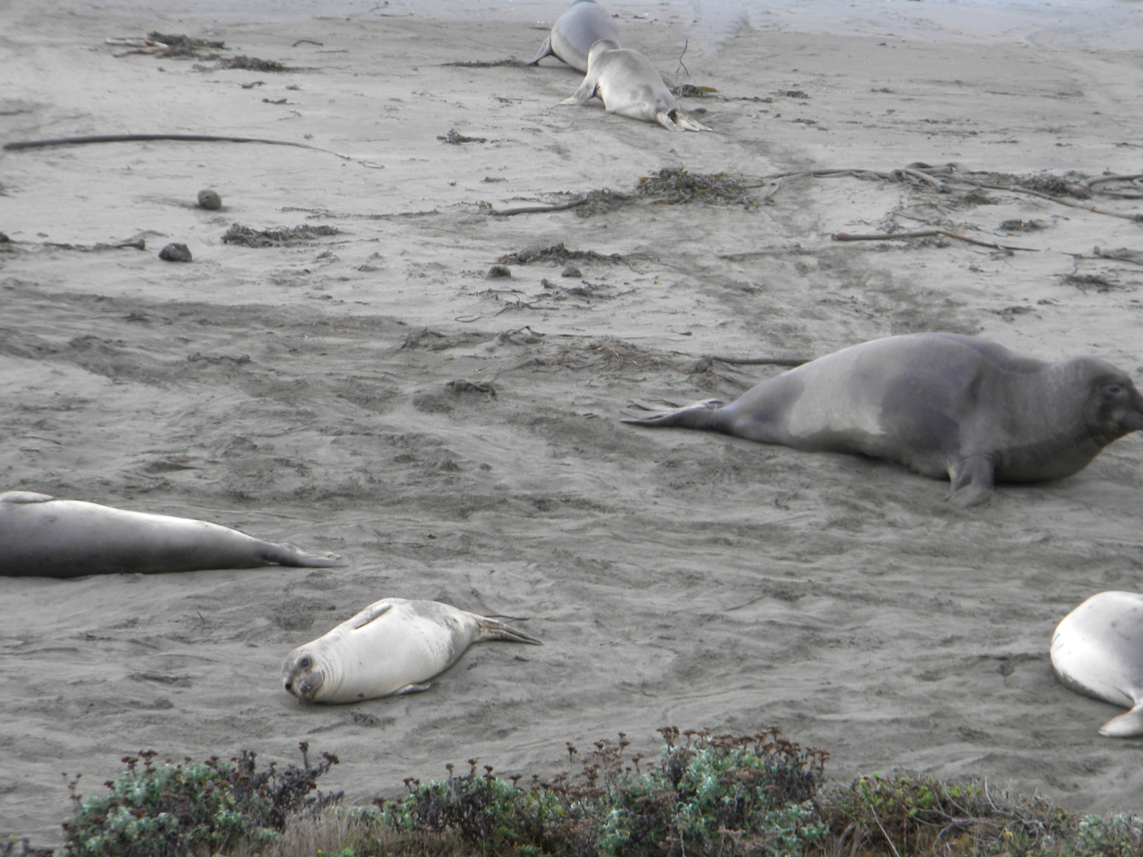 DSCN3573-elephant seal