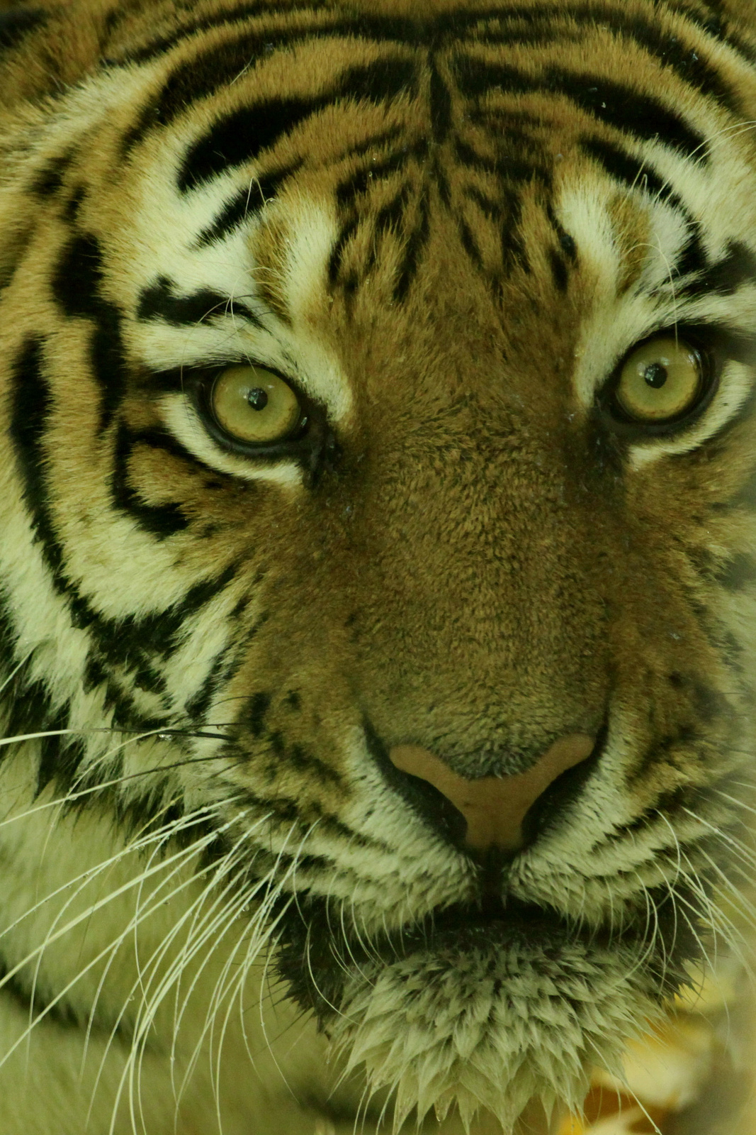 Eye(s) of the tiger