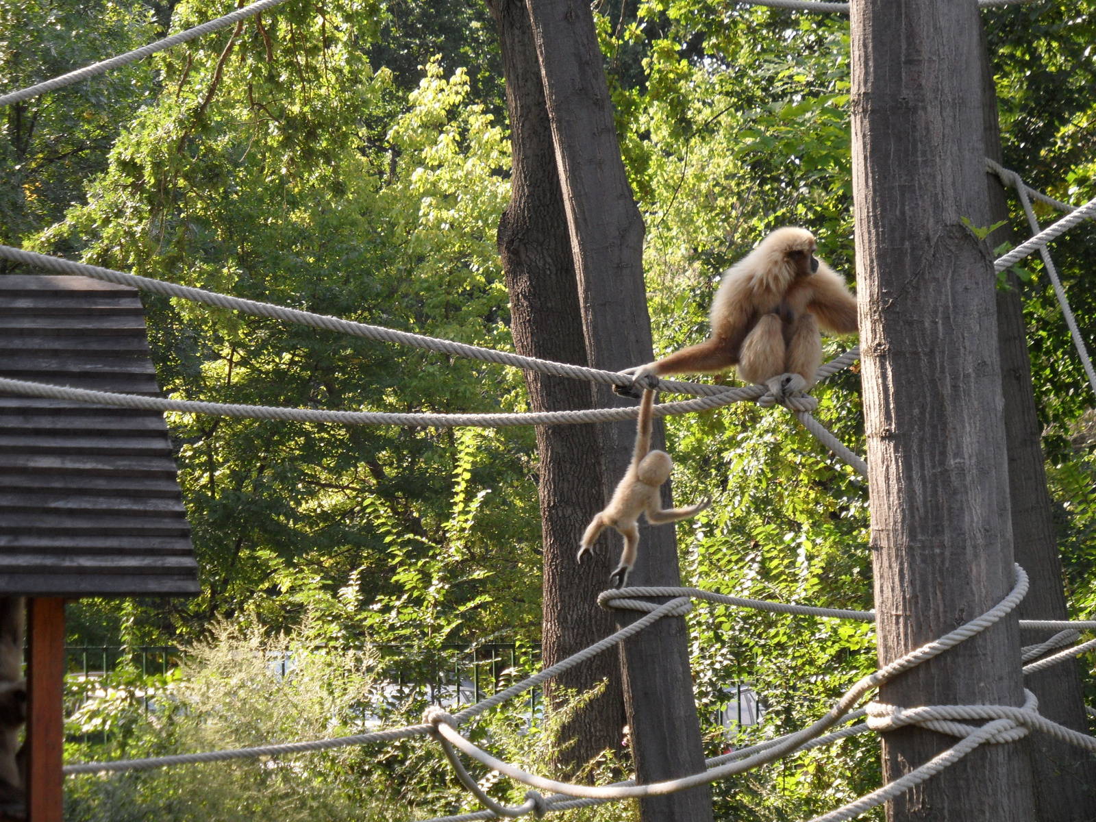 Fehér kezű gibbon (8)