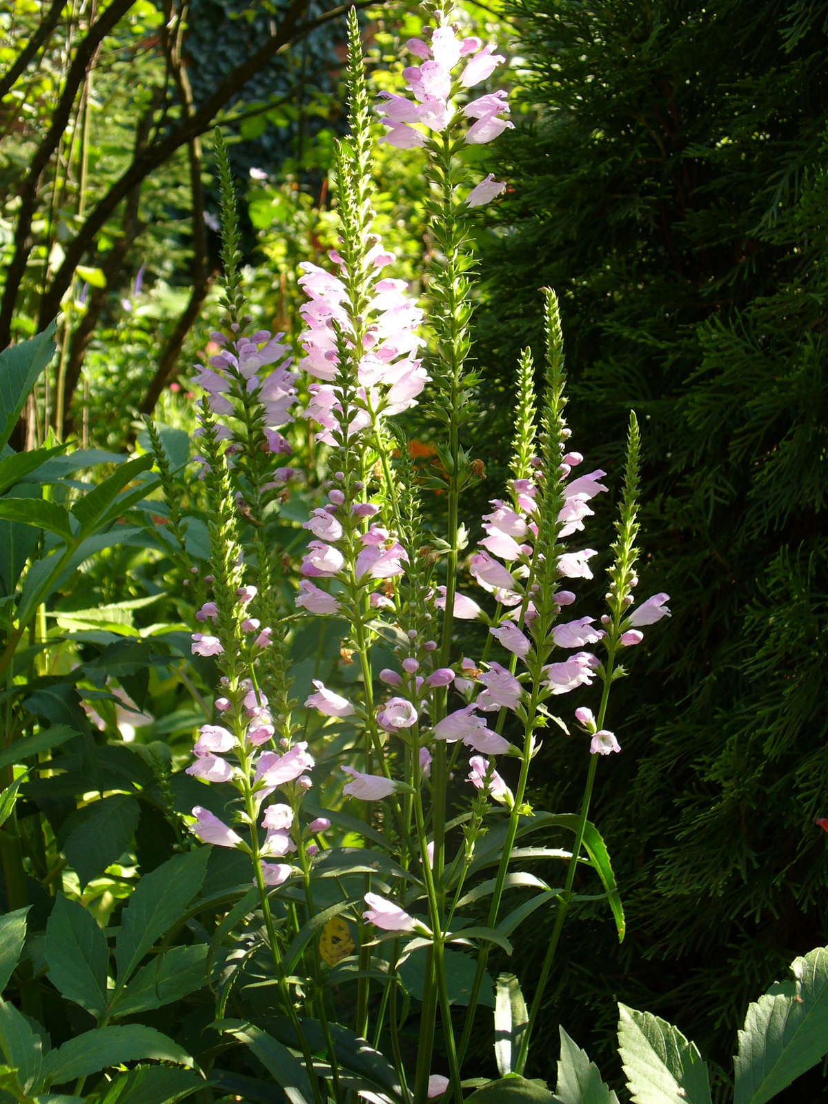 Physostegia virginiana