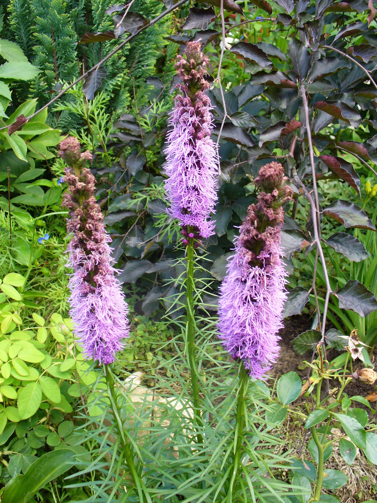 Liatris spicata