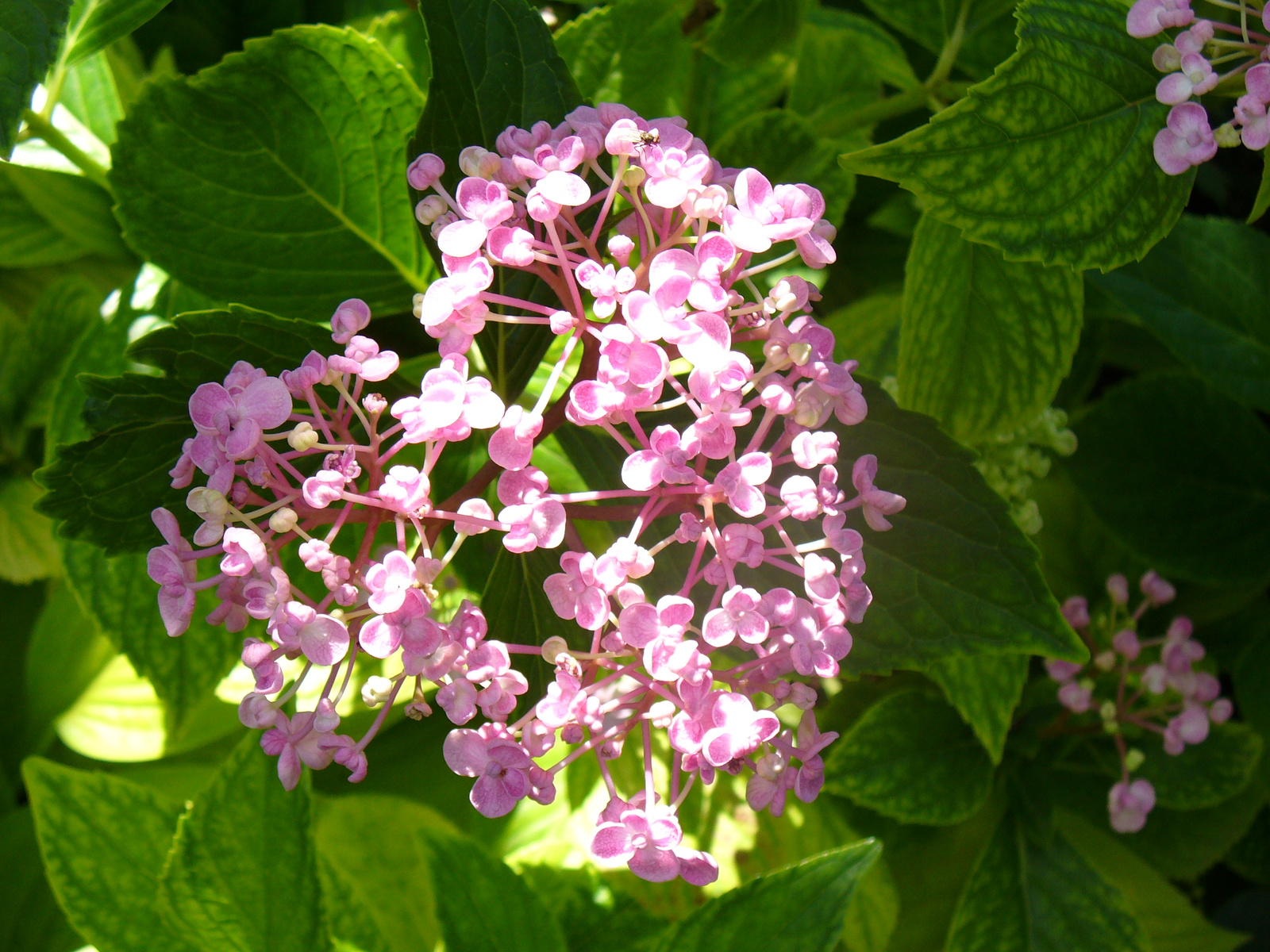 Hydrangea macrophylla 'Ayesja'