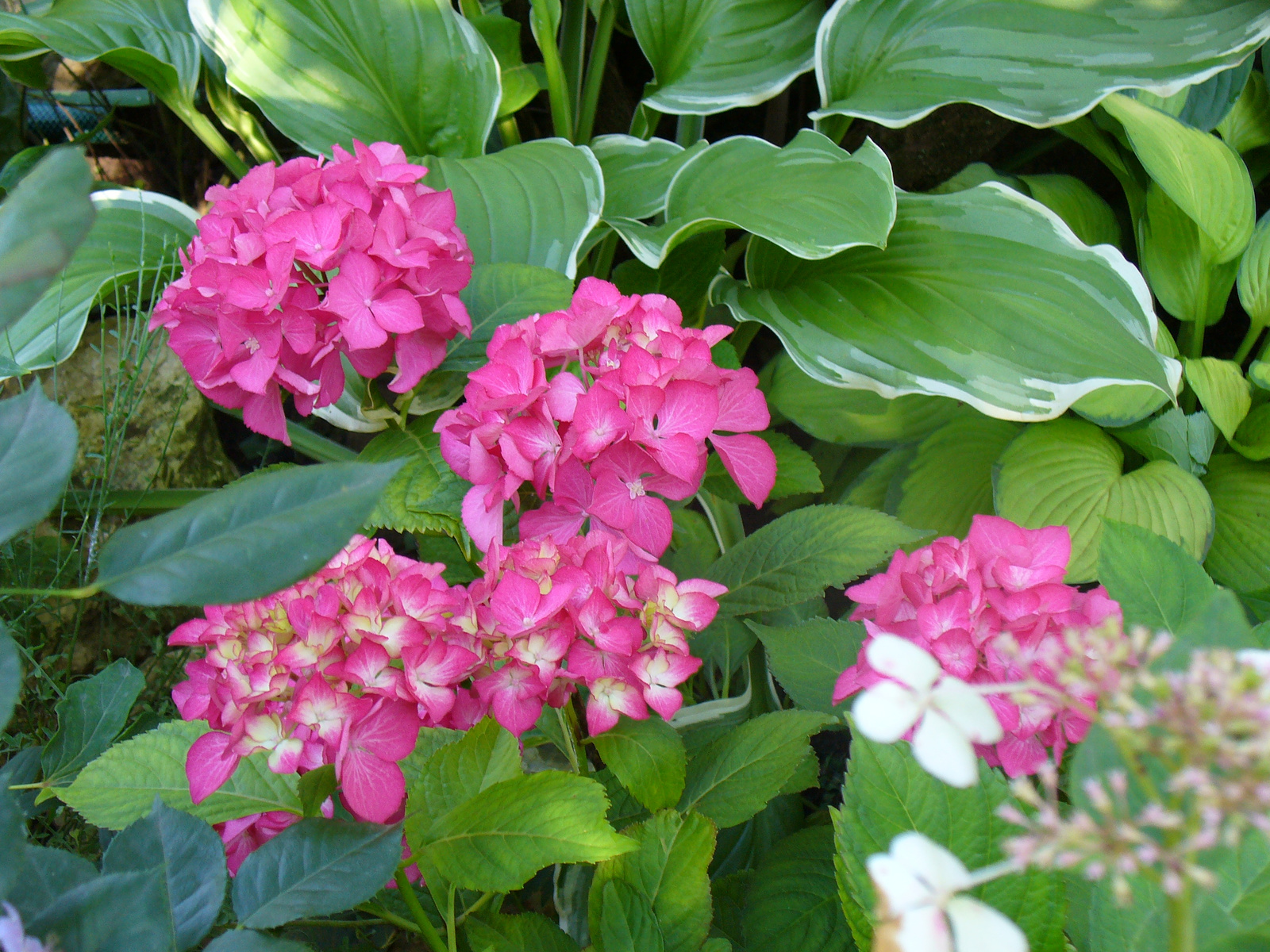 Hydrangea macrophylla