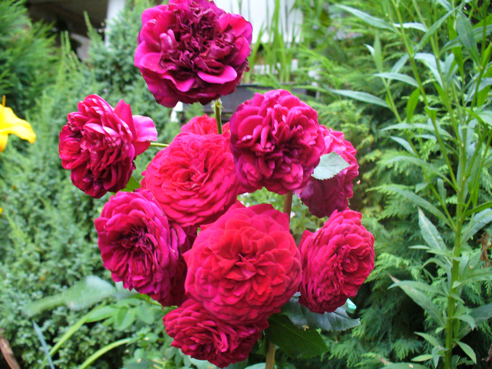 Rosa 'Rotkappchen'