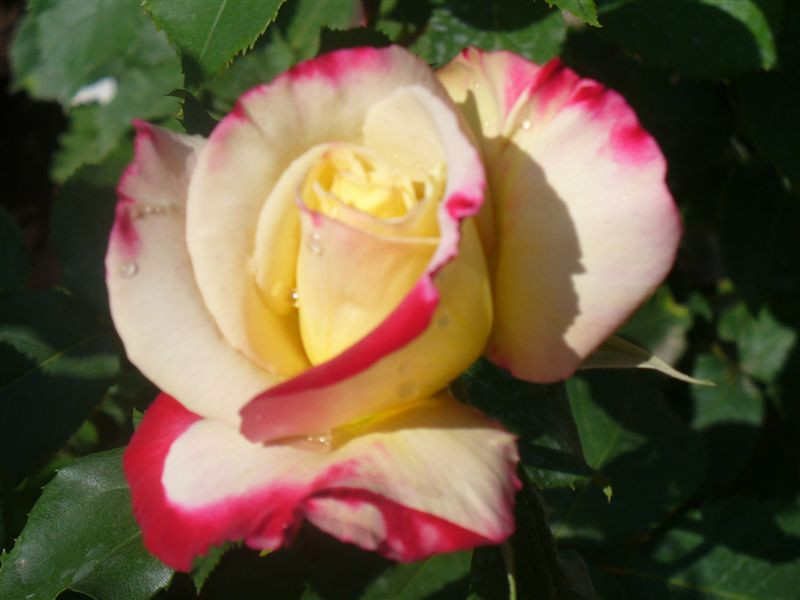 Rosa 'Double Delight'