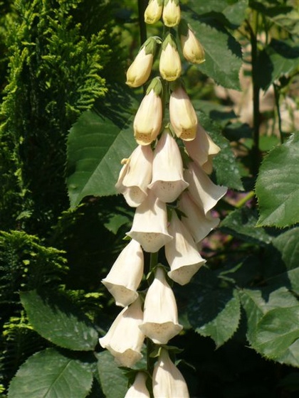 Digitalis purpurea 'Apricot Beauty'