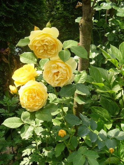 Rosa 'Graham Thomas'