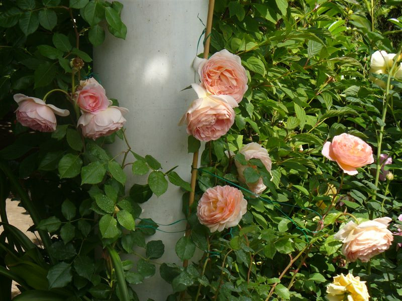 Rosa 'Abraham Darby'