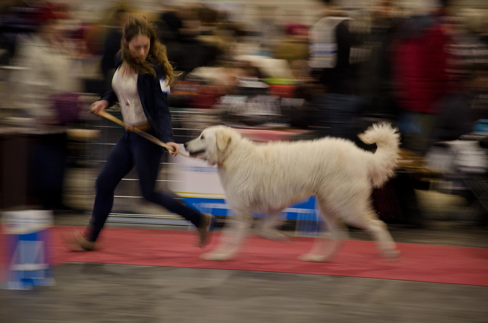 Fehova 2013 - Kuvasz