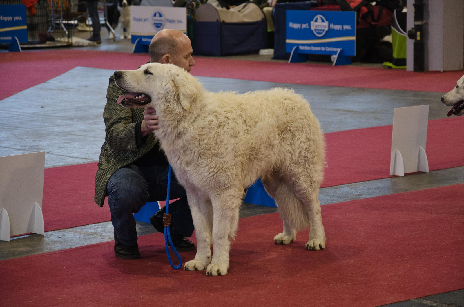 Fehova 2013 - Kuvasz