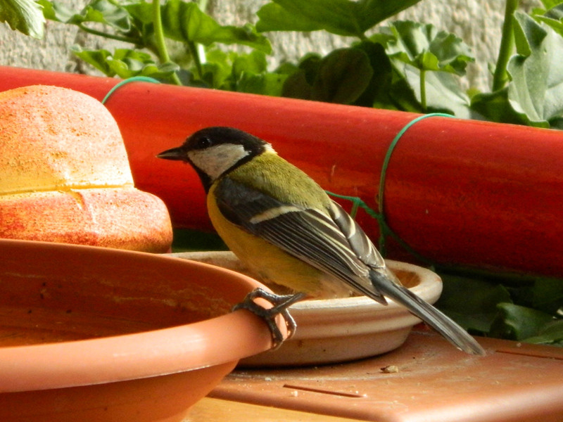 Széncinege (Parus major)