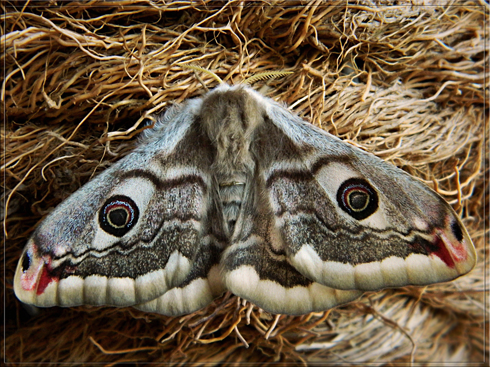 Saturnia pavoniella - mintázat