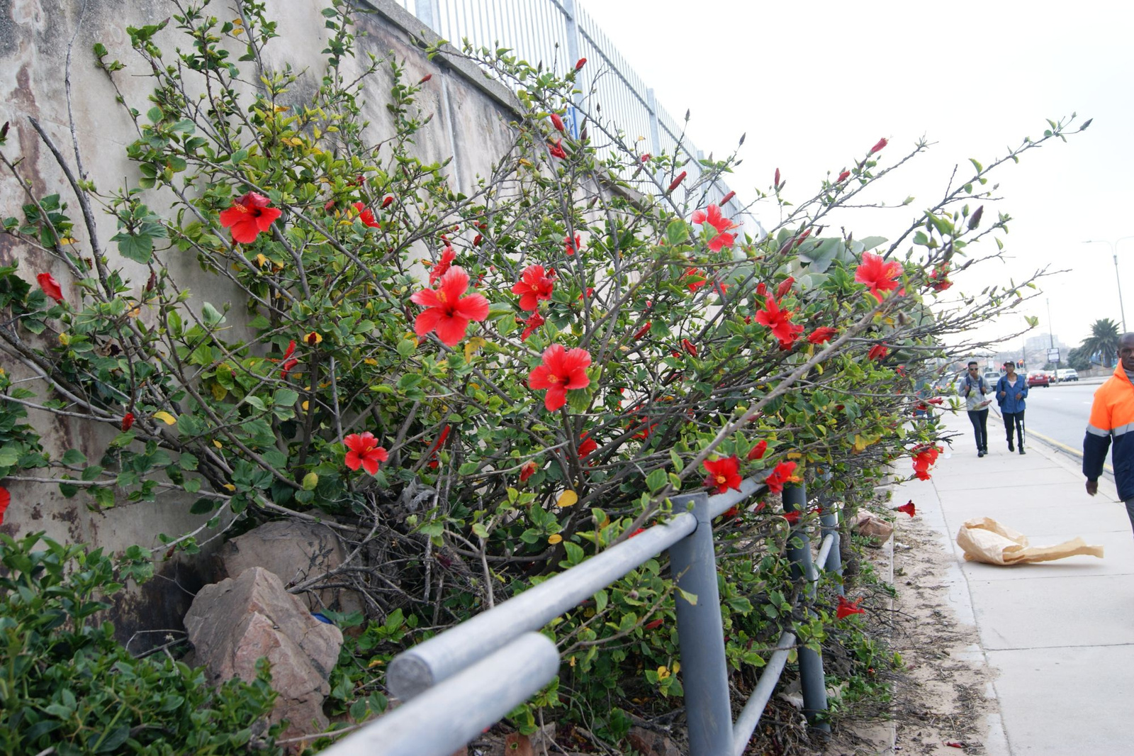 A hibiszkusz vadon, zord körülmények között és óriásira nő.