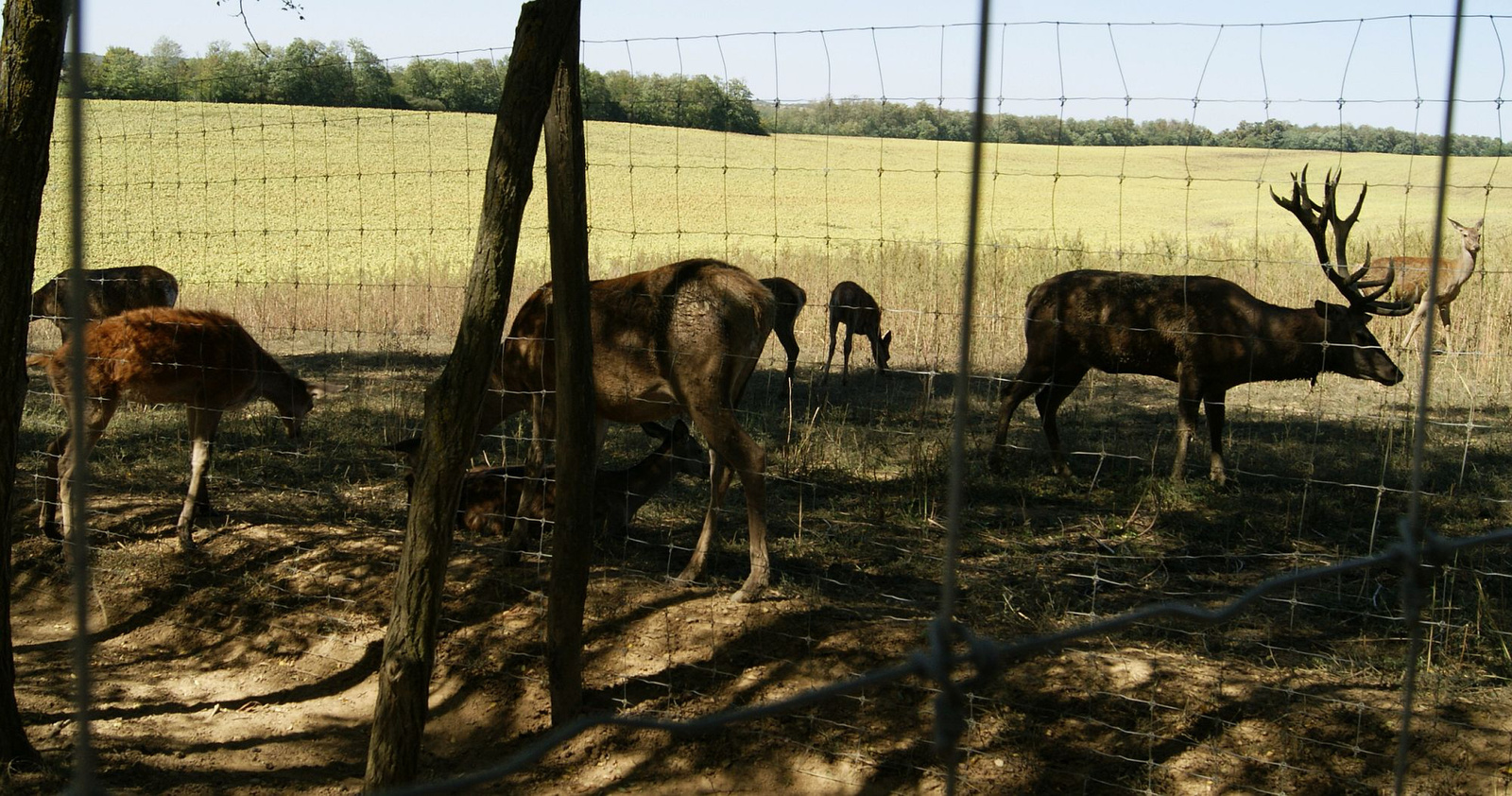 Bőszénfa szarvasfarm 4