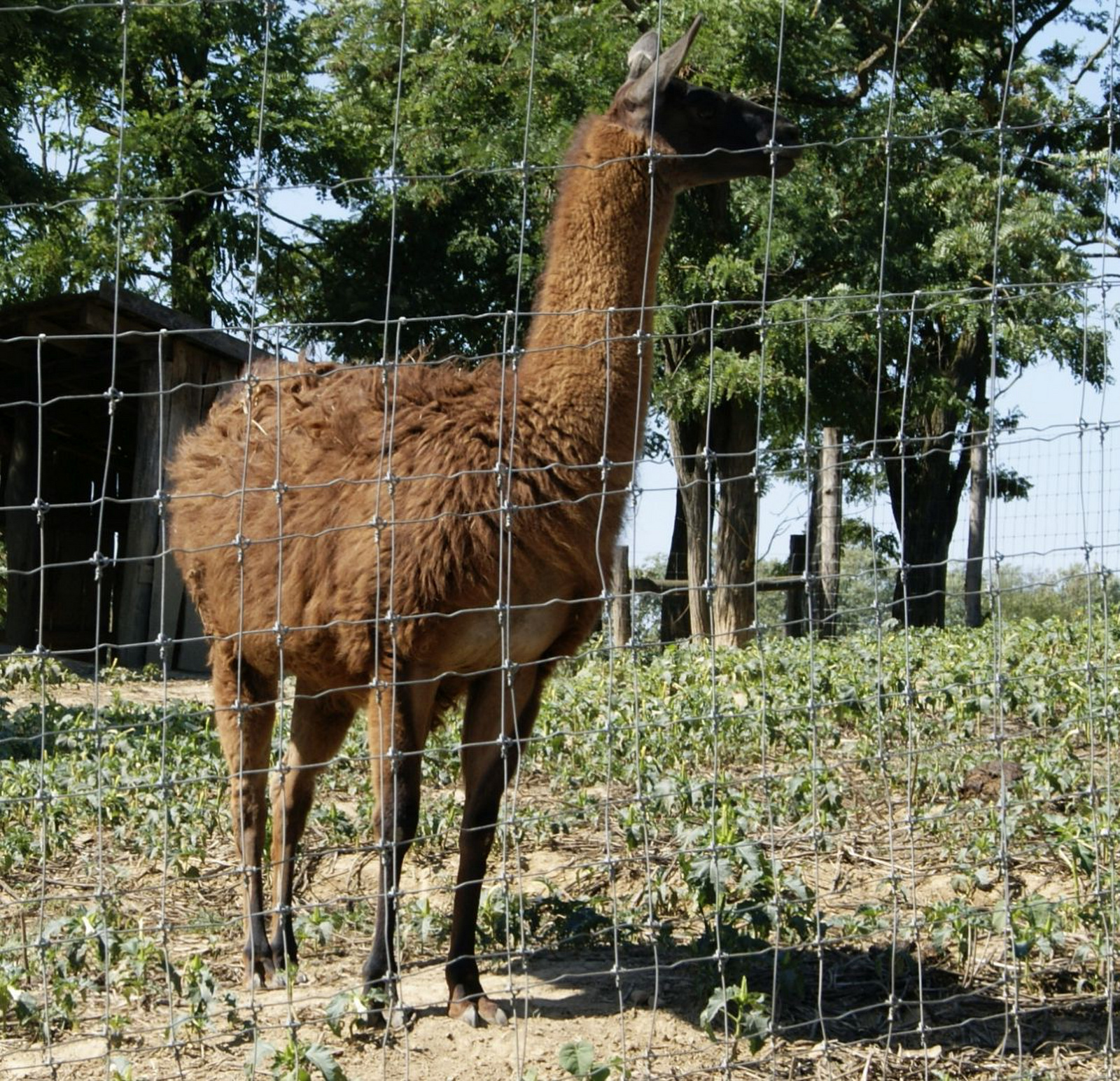 Bőszénfa szarvasfarm 2