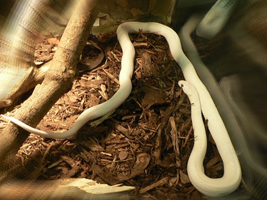 hüllőkiállítás fehér kígyó