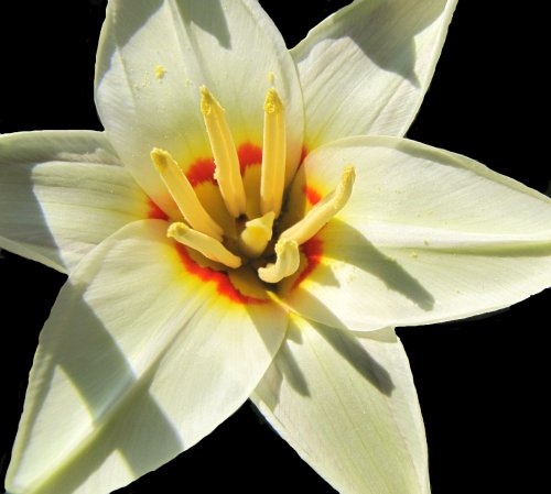 tulipán-1-f