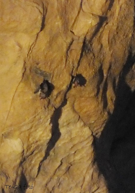 pálvölgyi barlang 16-denevérek