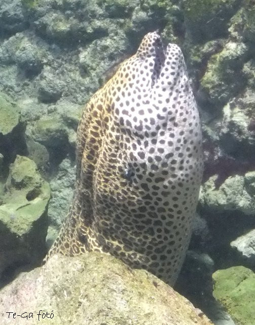 ák-akvárium muréna2