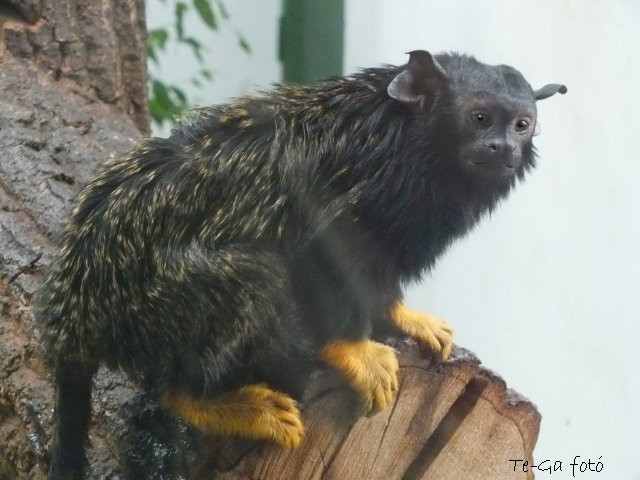 ák-aranylábú majom