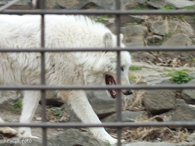 ák-fehér farkas