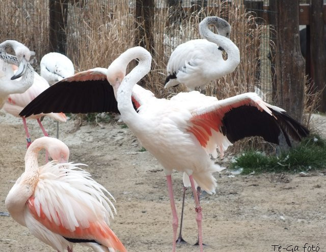 ák-flamingók2