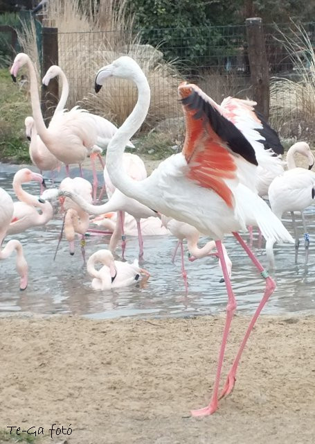 ák-flamingók3